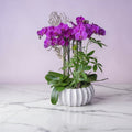 Elegant Phalaenopsis Orchid Planter