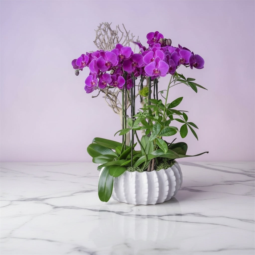 Elegant Phalaenopsis Orchid Planter
