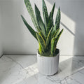 Modern Snake Plant in Ceramic Pot