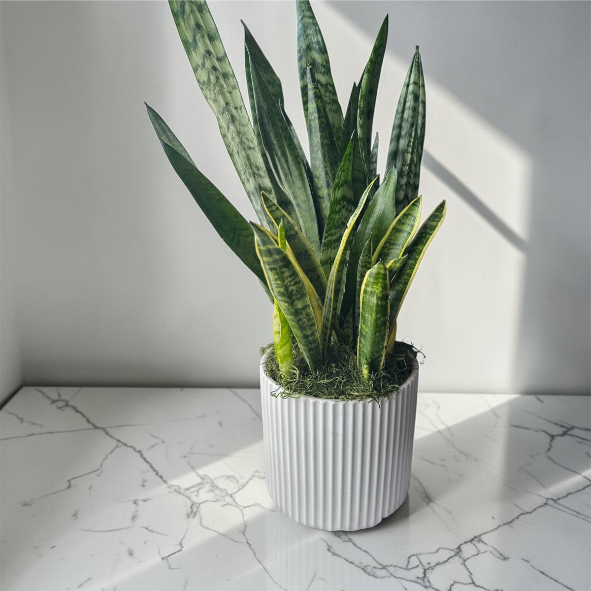 Modern Snake Plant in Ceramic Pot