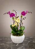 Exotic Orchid Elegance