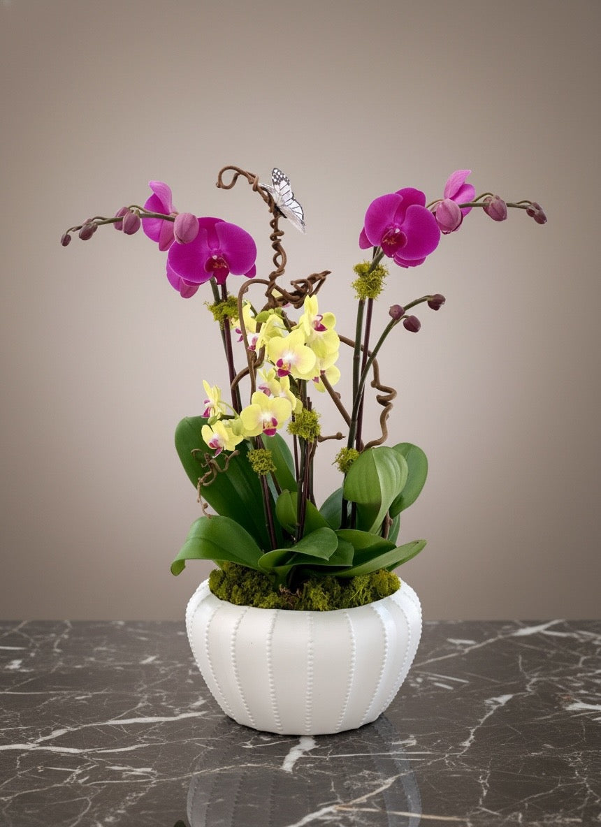 Exotic Orchid Elegance
