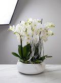 Pure Elegance White Orchid Garden