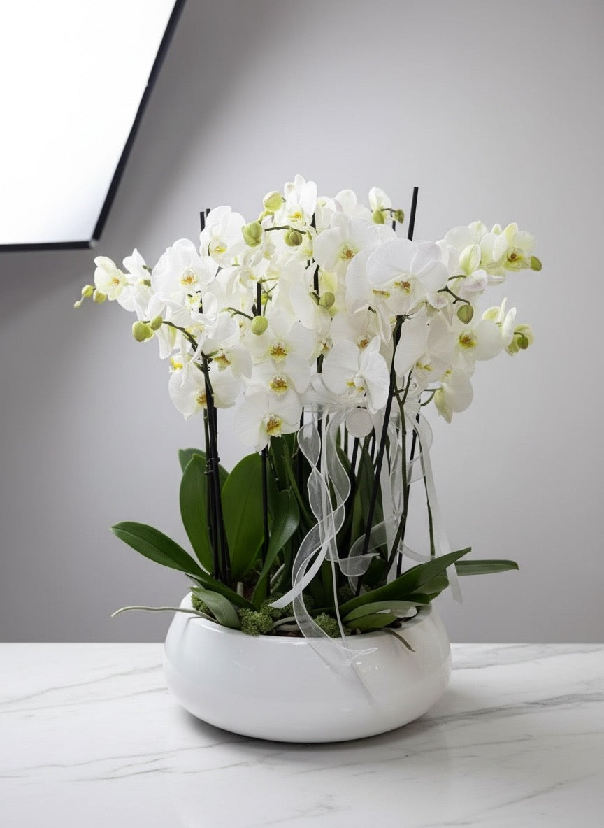 Pure Elegance White Orchid Garden
